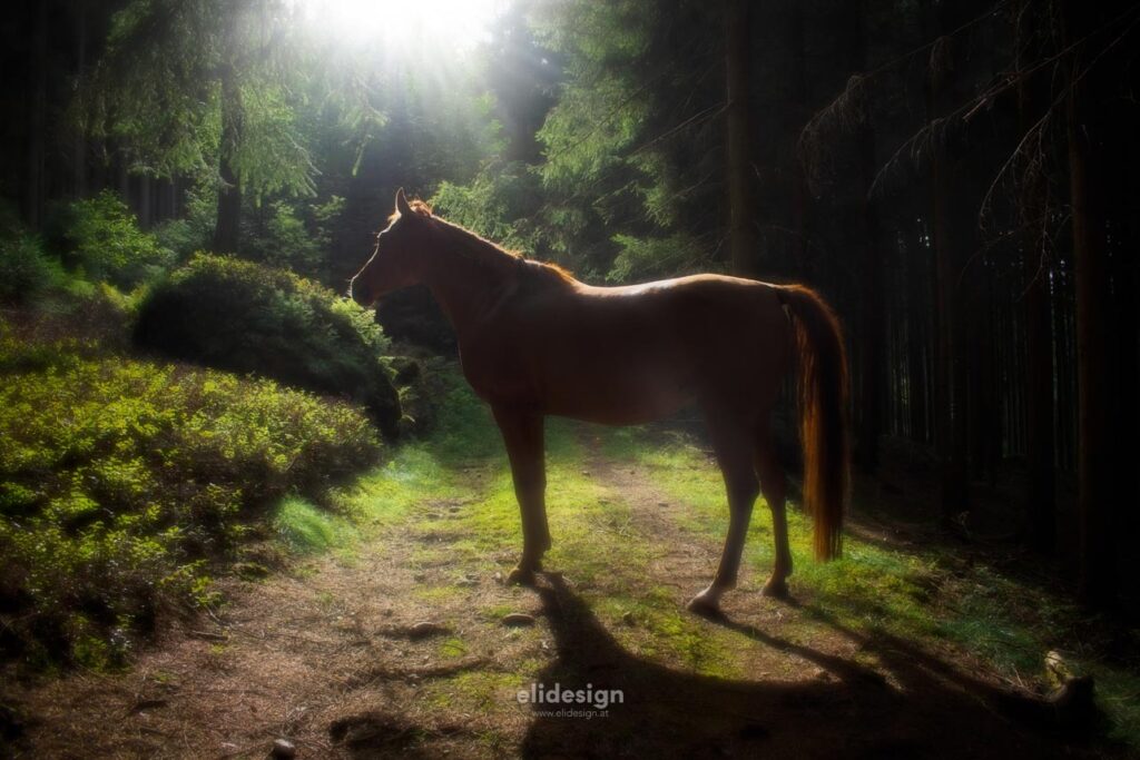 Kateeba im Wald mit Sonnenschein