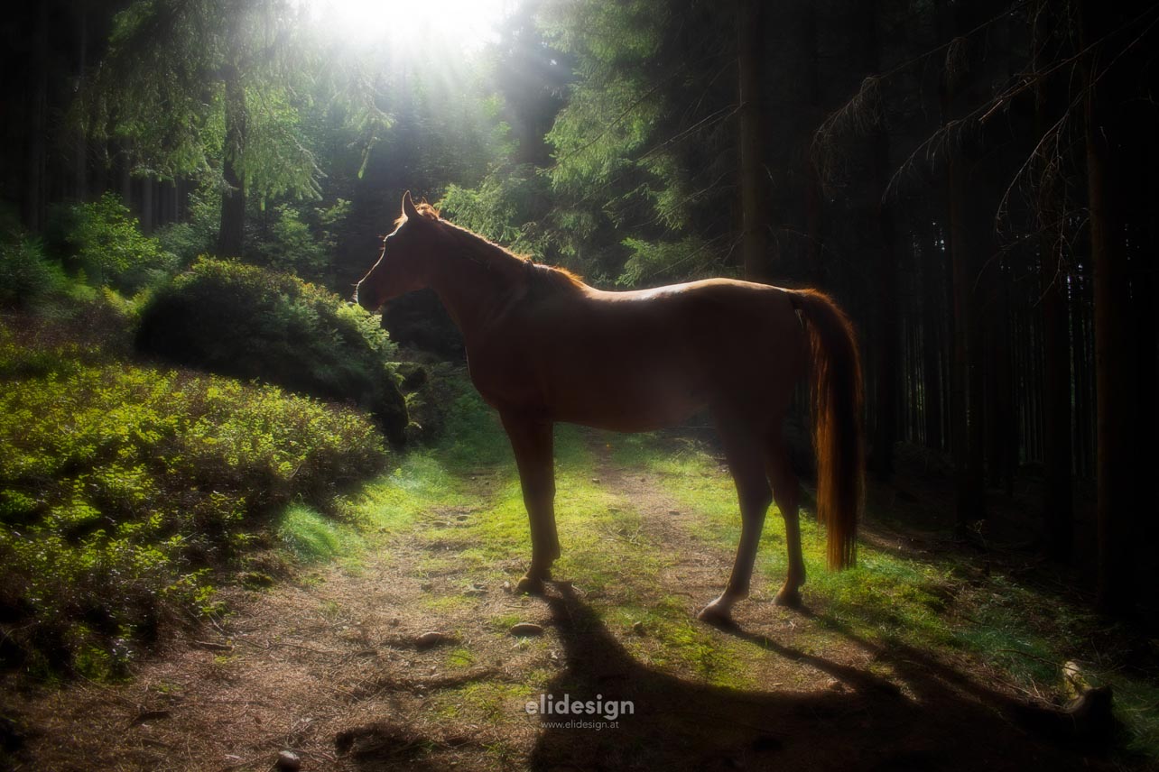 Kateeba im Wald mit Sonnenschein
